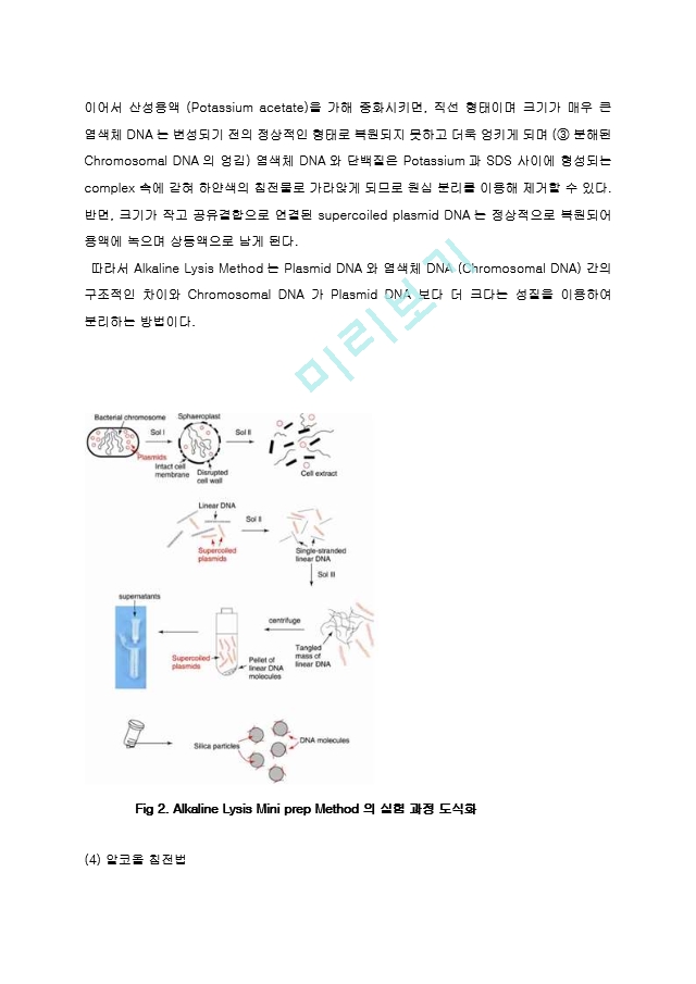 Plasmid DNA isolation from bacterial cell Miniprep 예비레포트 [A+]   (3 )